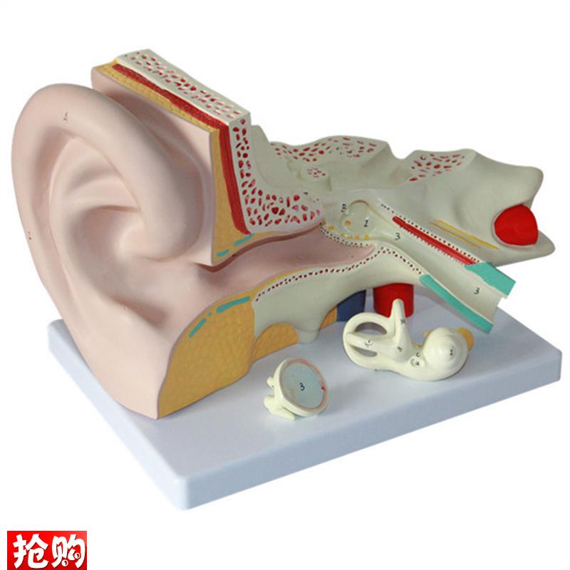 大耳解剖模型