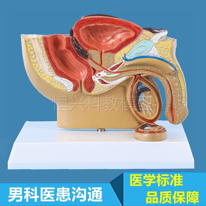 前列腺模型男科生殖泌尿系统膀胱B睾丸医患沟通医药促销礼品肛肠