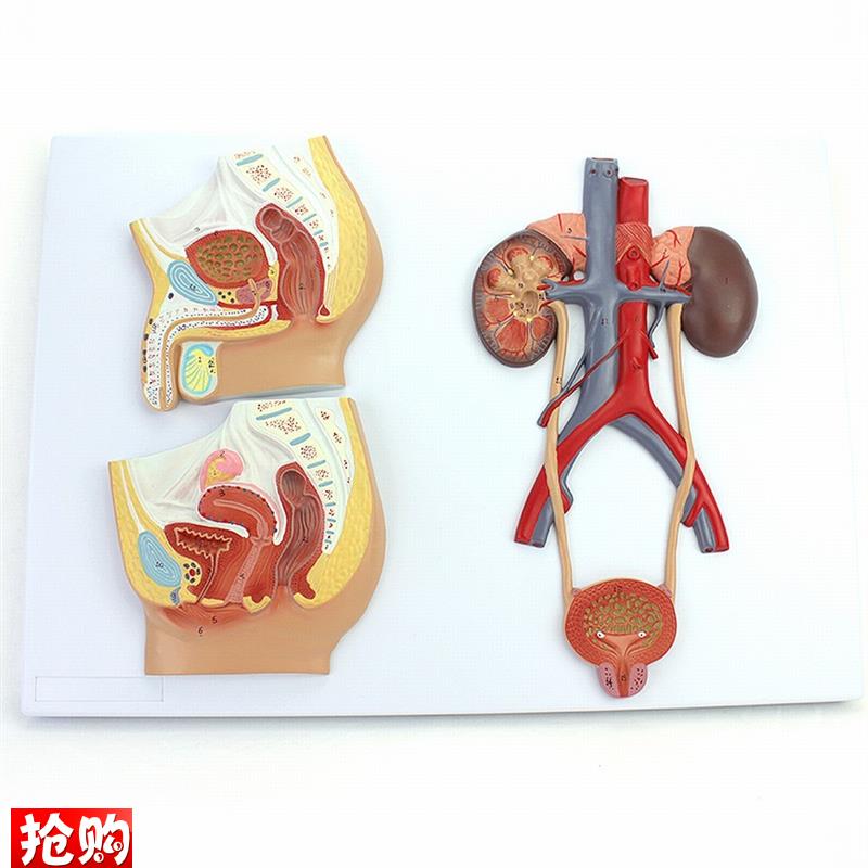 ENOVO颐诺医学用人体泌尿生殖系统模型L男女泌尿生殖解剖结构模型