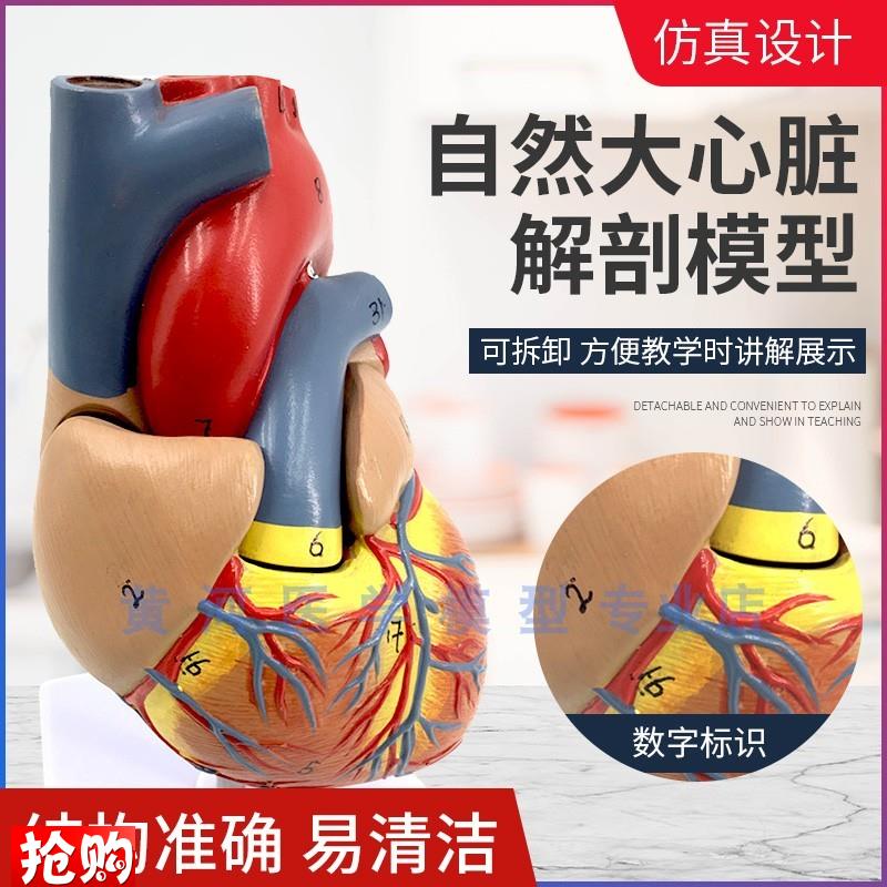 正品1:1人体心脏解剖模型B超彩超数字标M识心脏教学模型可拆装