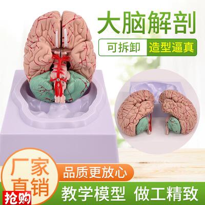 拼装人体解剖模型大o脑模型脑科医学脑血脑动脉神经科血管颅底