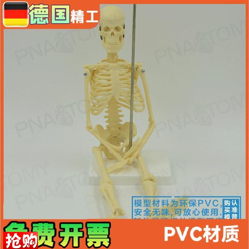 45cm小型人体全身骨骼模型可拆卸可活动骷髅Y骨架玩具标本