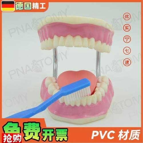 德国】牙齿模型幼儿园口腔v教学刷牙示范玩具教学口腔科牙医保健
