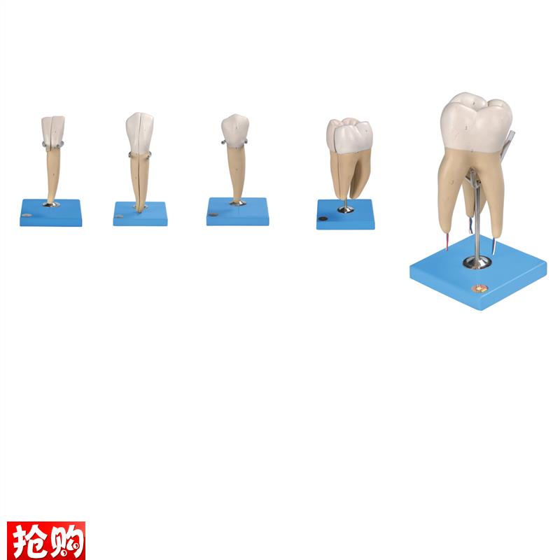 牙放大模f型B10004