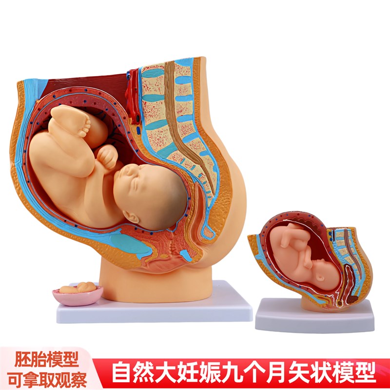 妇科女性盆c腔附足月胎儿模型子宫生殖模型妊娠发育九个月胎儿教