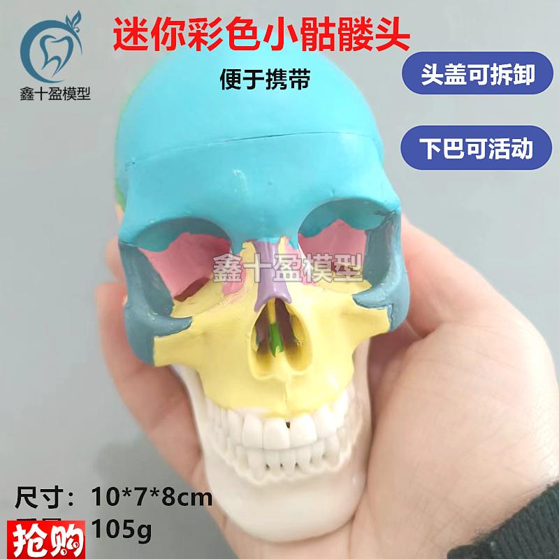 口腔彩色头骨模型牙科诊所w教学可拆迷你小头颅骨美艺术拆卸头模