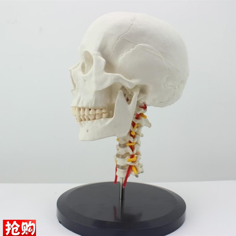 ENOVO颐诺人体头骨颅骨带颈椎模E型头骨模型颈动脉颈椎模型枕骨