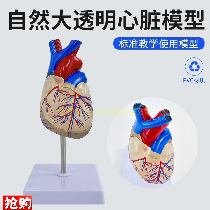 人体长管心脏解剖自然大人体心脏透M明心脏模型医学教具