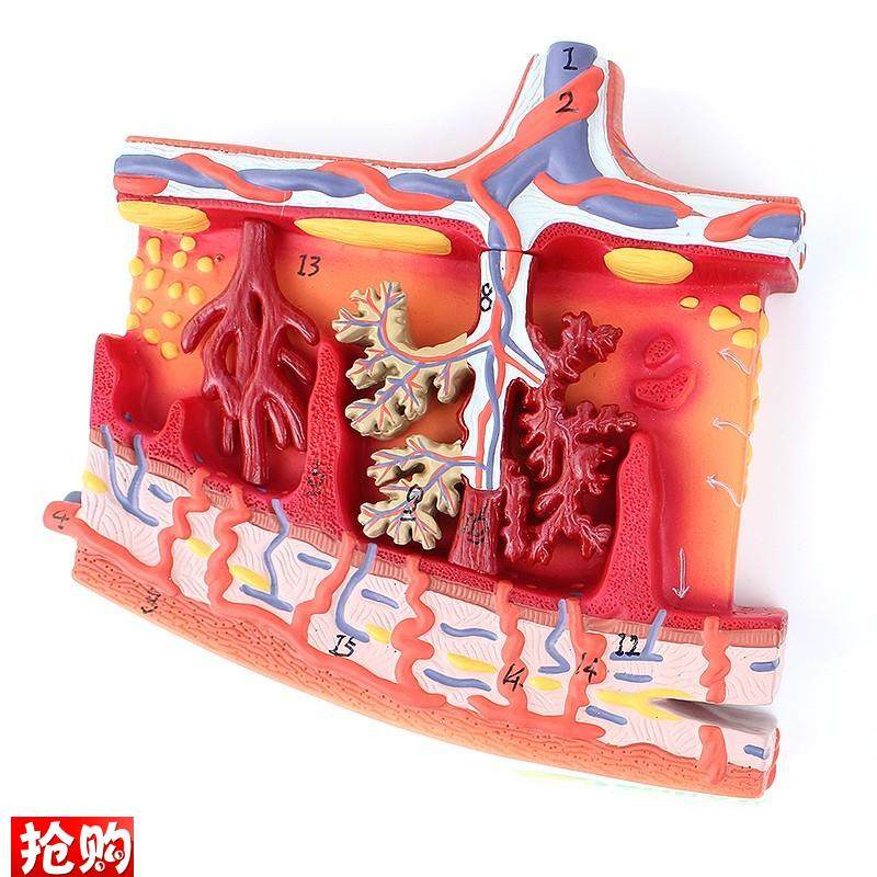 ENOVOd颐诺胎盘组织放大模型组织胚胎胎儿妇产科教学placenta培训