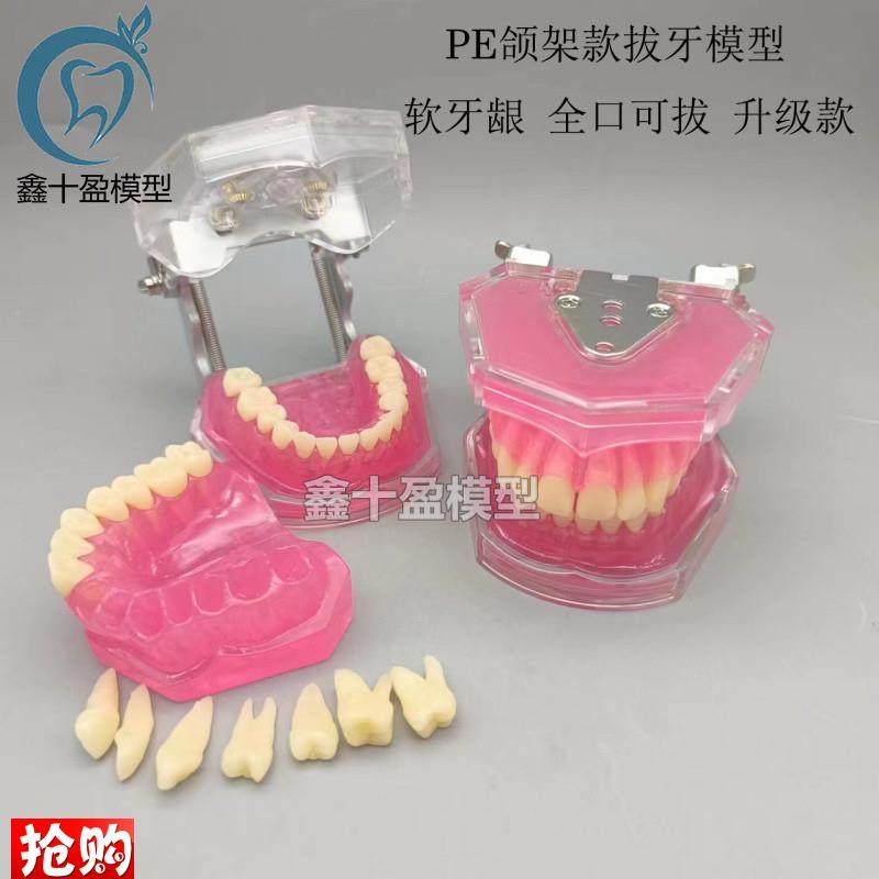 牙科口腔教学生练习拔牙模型全口可拆卸牙齿软牙O龈28颗牙齿FE颌