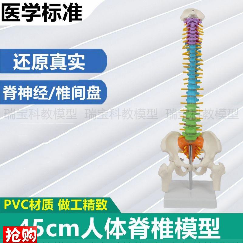 45厘米高人体脊柱彩色分段颈椎骨盆腿骨生理O弯曲旋转错位演示医