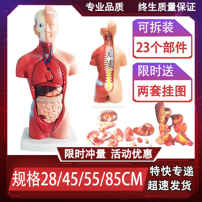 人体器官结构解剖l模型儿童玩具内脏大脑心脏躯干模特教学拆卸拼