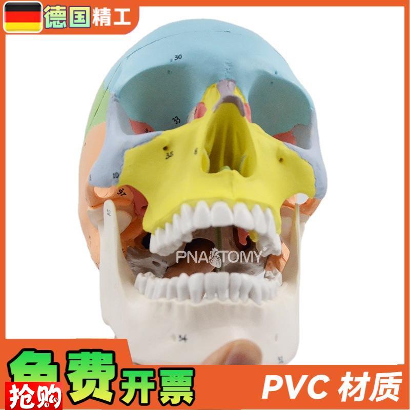 德国】1比1可拆彩色头骨s模型数字标识3部件头颅骨解剖教学教具医