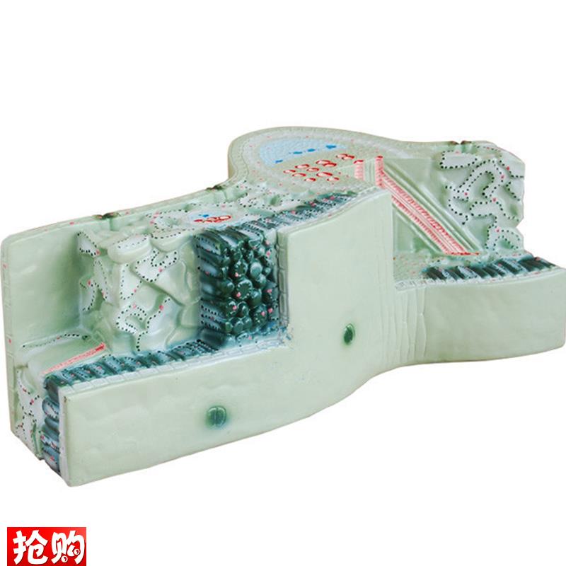植物模型树叶构造叶脉q纵横切面细胞组织模型立体生物教学模型展