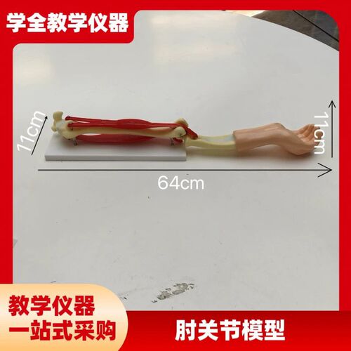 供应SM-SB2-S-300手臂活动模型组装材料小P型手臂肌肉运动系统模