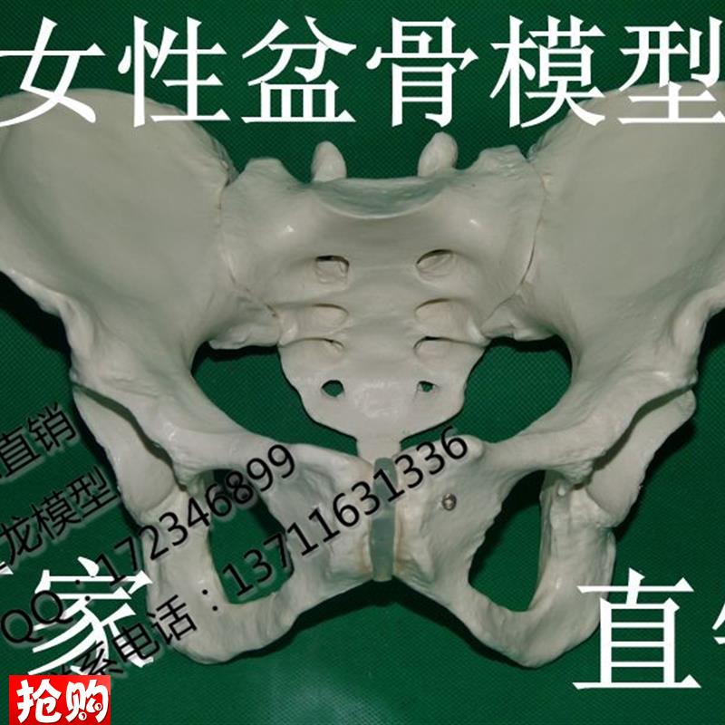 人体真人比例女性男性盆骨模型教学模型U骨架骨骼模型