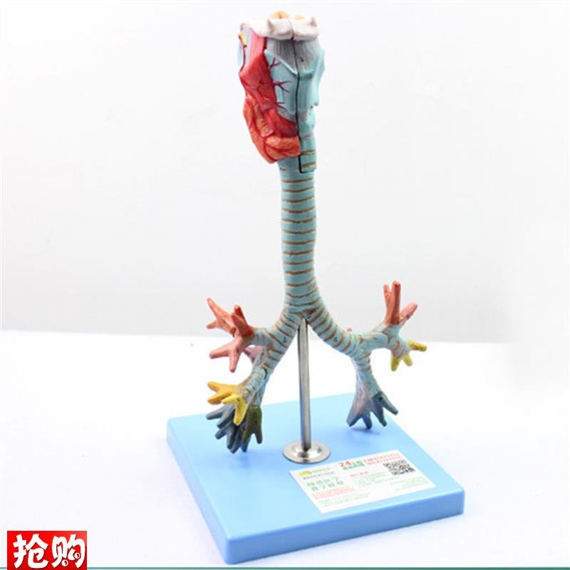 颐诺正品喉与i气管支气管树模型喉解剖模型肺支气管喉镜示说