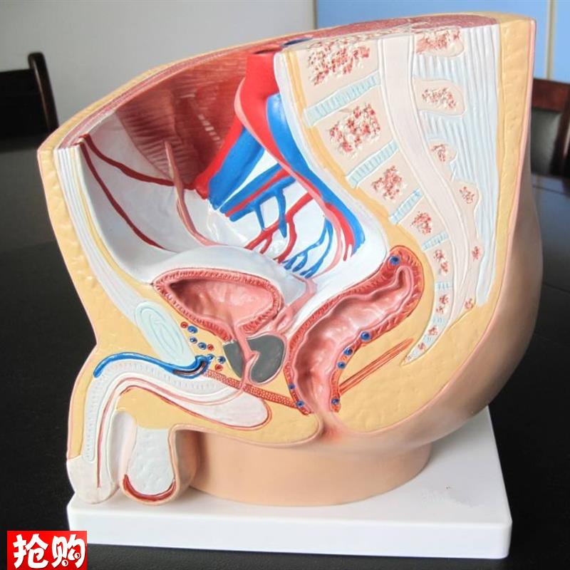 男性盆腔正中矢状解剖模型(1件)人体生殖器P教学示教练习训练标本