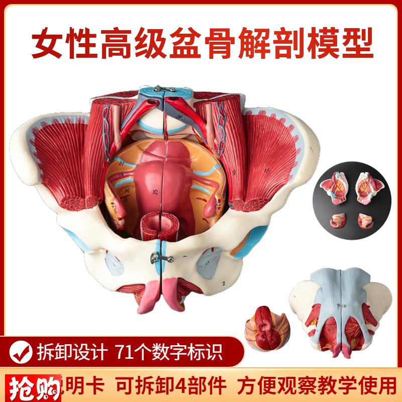 女性骨盆模型盆底肌带生殖器血A管神经肌肉子宫人体解剖教学骨盆