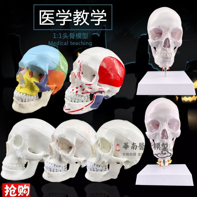 1:1树脂骷髅头j绘画人头骨艺用人体肌肉骨骼解剖头骨模型美术现货