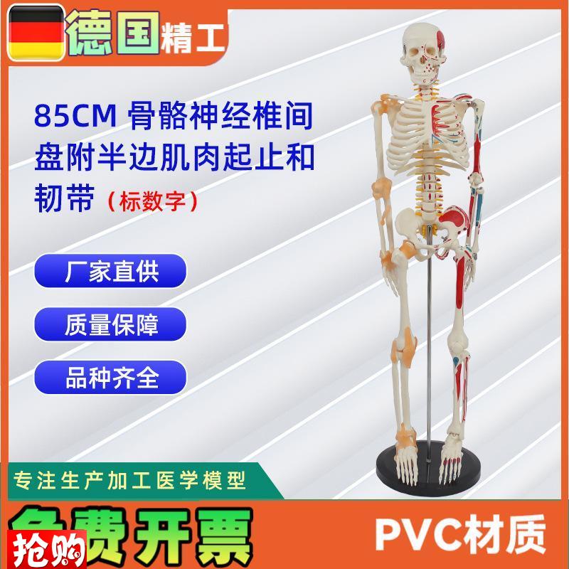 85CM骨骼神h经椎间盘附半边肌肉起止标数字和韧带人体骨骼模型教