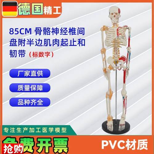 85CM骨骼神h经椎间盘附半边肌肉起止标数字和韧带人体骨骼模型教