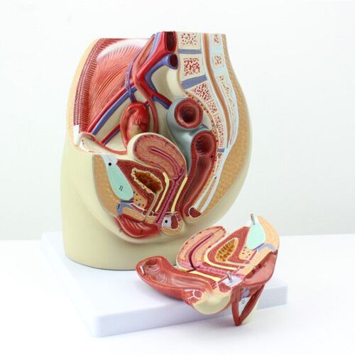 CY正品 女g性盆腔 解剖 生殖 泌尿子宫 女性 骨盆 教具 模型