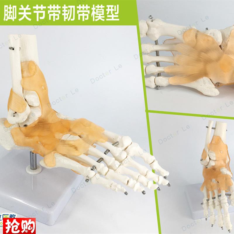 自然大脚踝关节功能模型骨骼骨架C带韧带教学医用模型人体节模型