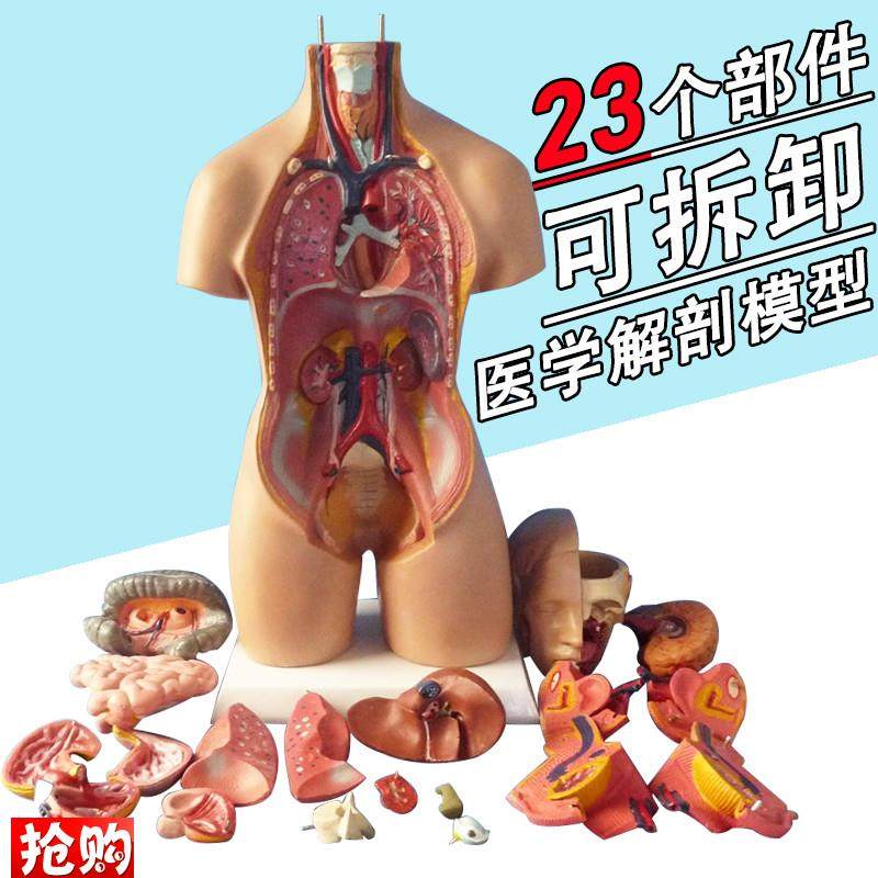 博科人体解剖模型器官可拆卸医z院用教学模型躯干系统结构图解剖