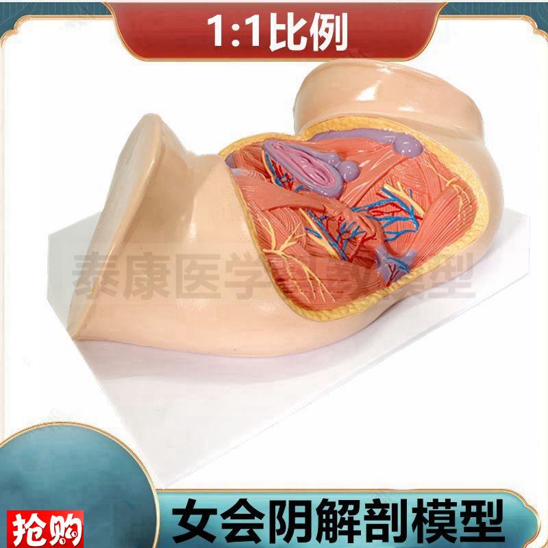 女会阴模型1比1盆腔盆底肌女骨盆功能演K示产后康复家政月子培训