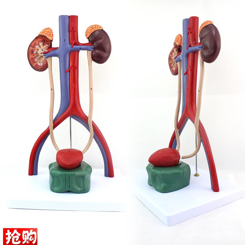 ENOVO颐诺人体泌尿系统模型肾输尿管膀L胱尿道解剖模型医学泌尿科