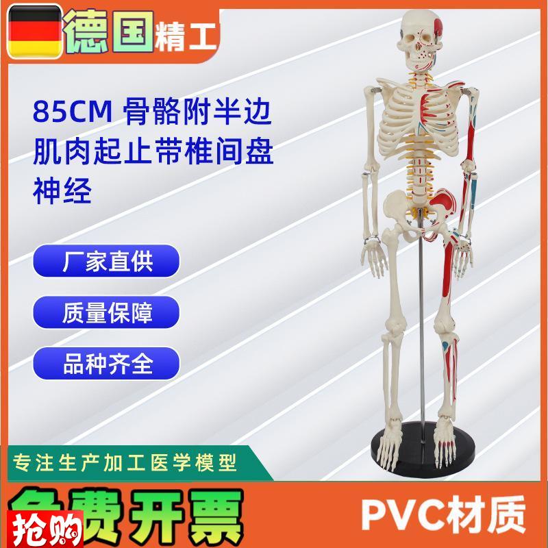 85CM附半边肌肉起止带椎间盘神经骨骼模型人体Y骨骼教学模型