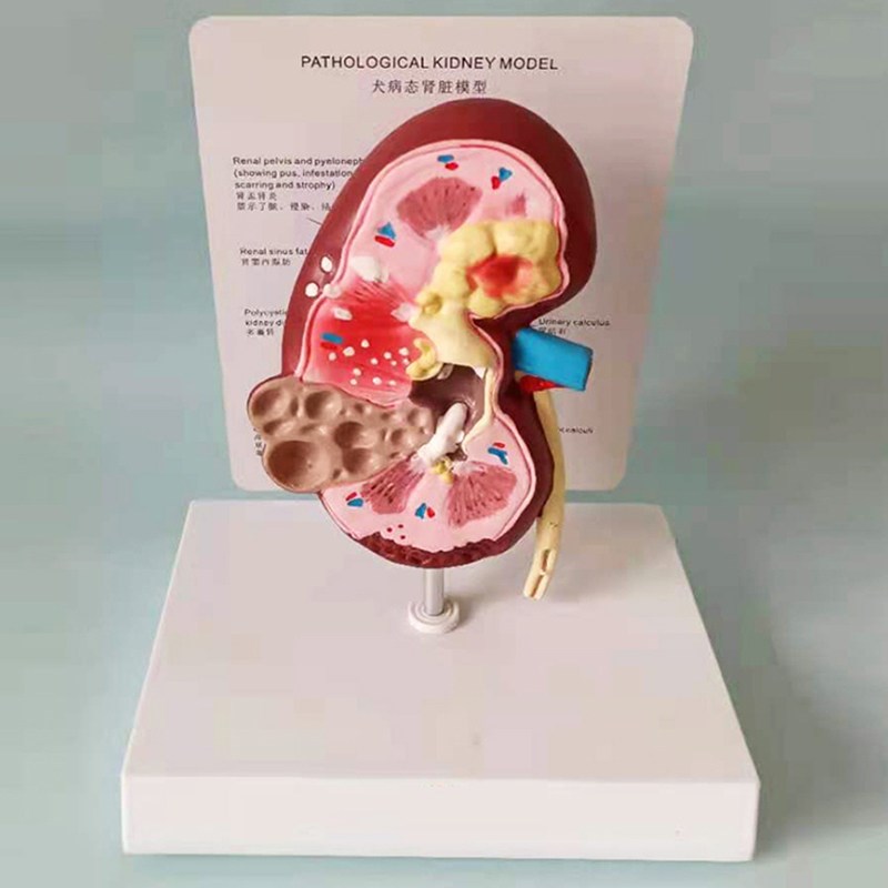 狗肾脏病b态健康解剖模型犬科宠物教学教具兽医医学模型厂家直销