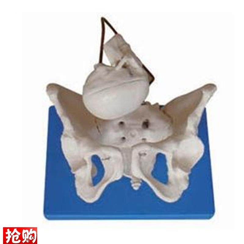 胎儿助产示教模型女性盆骨模型分娩骨盆模型分娩W示教骨盆模型