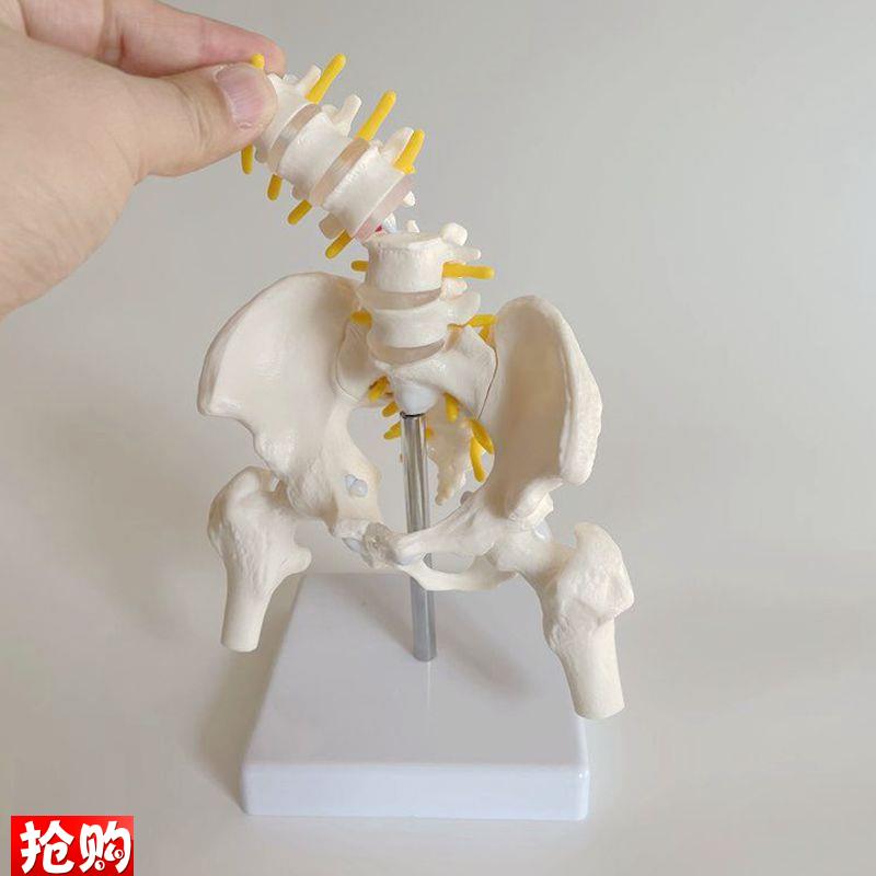 康泰教学模型e动态骨盆耻骨联合骶髂关节家政培训月嫂技能产后康