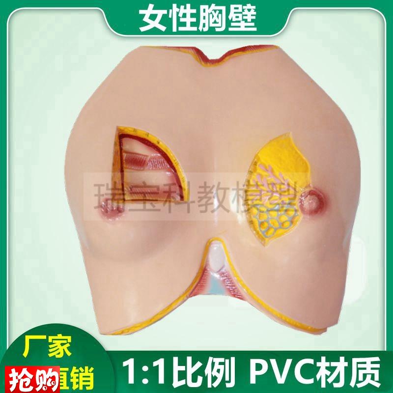 女性乳房模型仿真k乳腺解剖哺乳期产后修复生殖家政月嫂培训技能