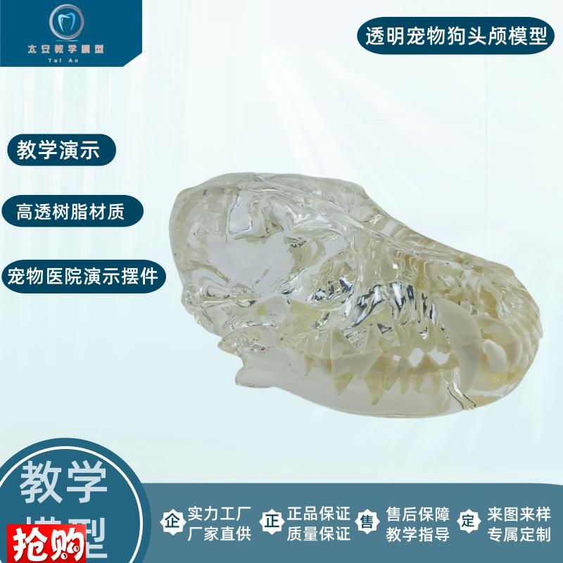 宠物狗牙c猫牙模型透明宠物牙齿模型狗牙演示模型猫牙演示模型