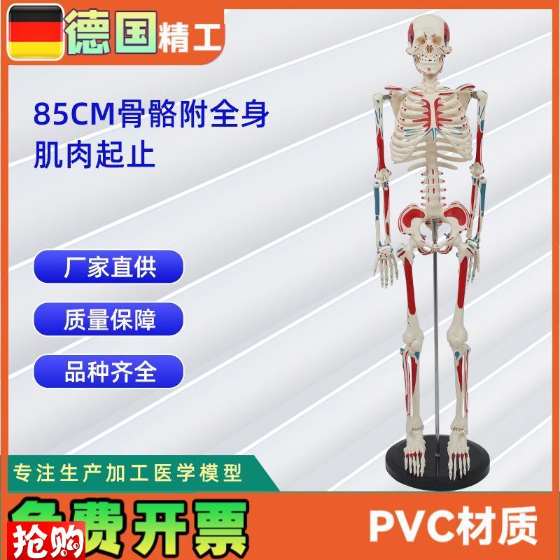 85CM附全身肌肉起u止骨骼模型人体骨骼模型教学模型