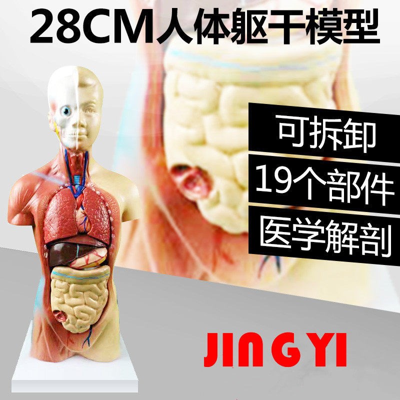 人体模型解剖心脏模型大脑人体结构模型医学器R官躯干教学内脏模
