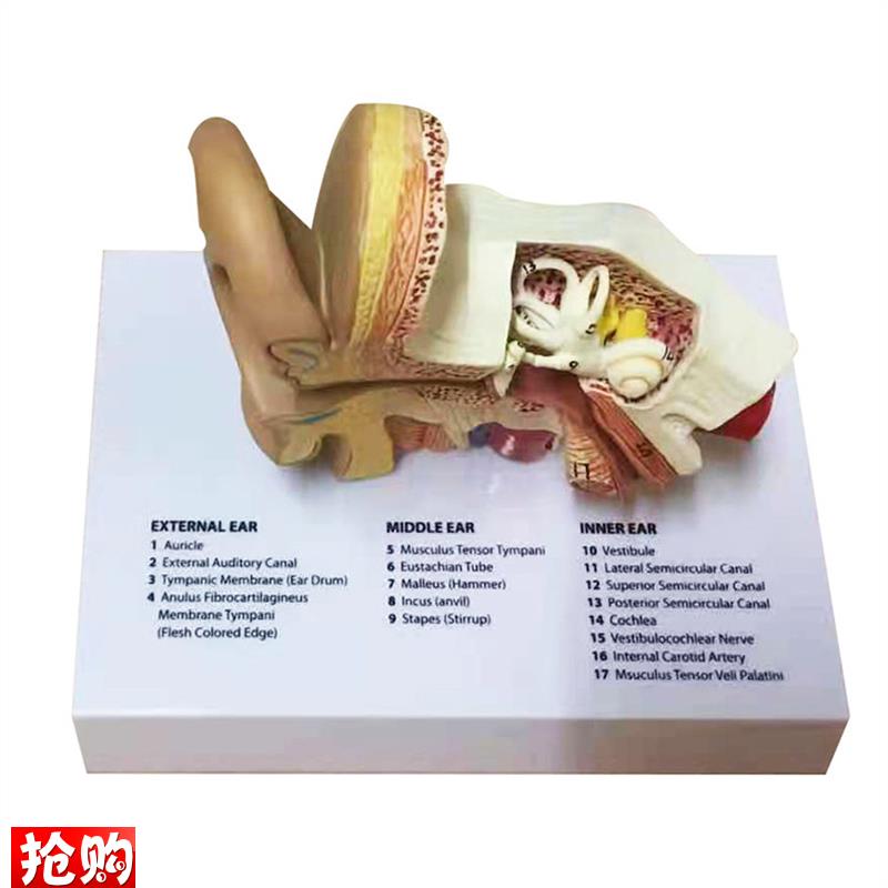 耳模型人耳结构造解剖模型内耳耳蜗外耳K朵听觉系统听力教学模型
