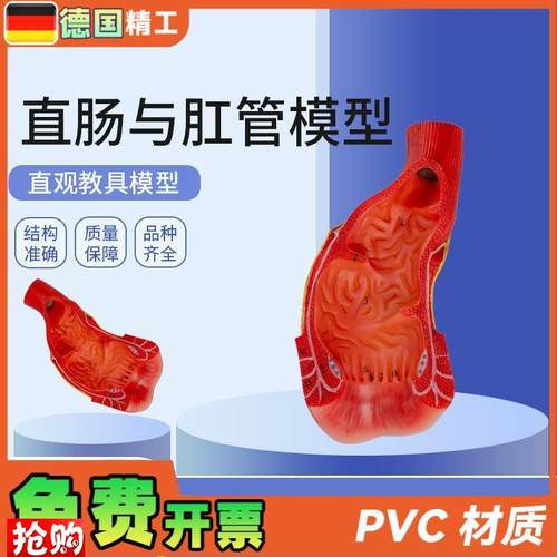 德国】消化系统人体解剖模型肠道解剖生J物教学模型直肠与肛管模