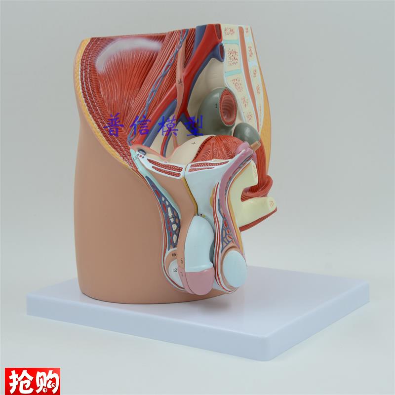 普信计生模型男性生殖泌尿盆腔系统模型男M性骨盆正中矢状切模型