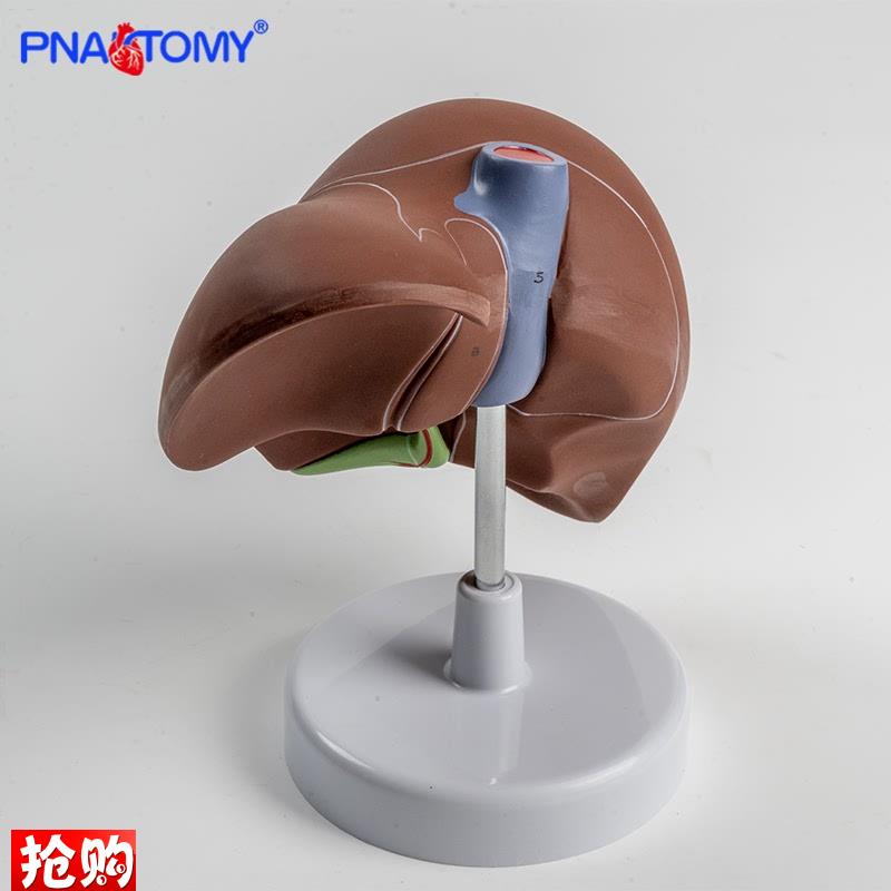 1比1高度仿真肝脏模型肝解剖模型肝胆胰脾十二指肠浮X雕肝胆胰模