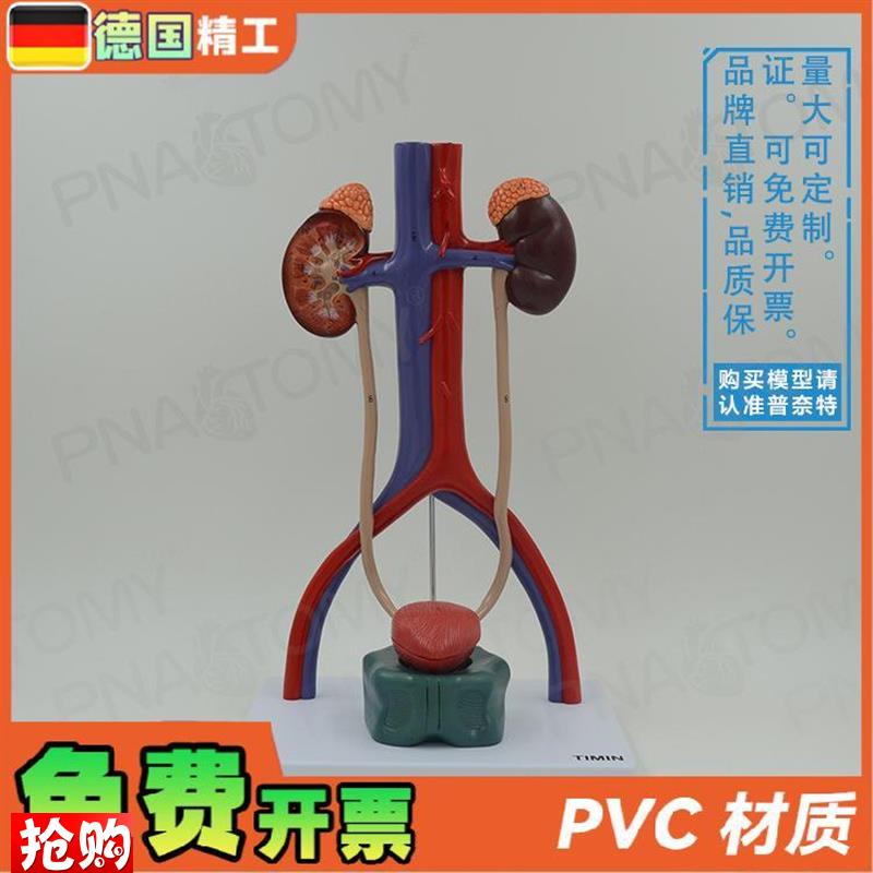 德国】人体膀胱j肾脏输尿管尿道泌尿生殖系统动静脉解剖模型泌尿