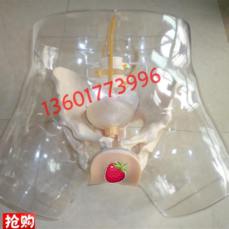 透明女性导尿模型透明导尿模型男女性透明导O尿训练模型导尿模型