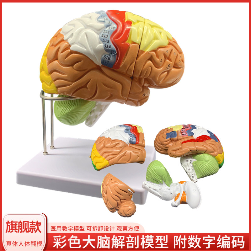 高级人体大脑分区血管解剖模型医学教H学用可拆分附脑动脉神经教