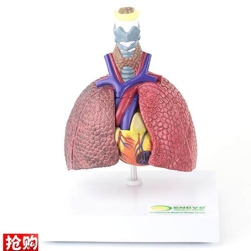 ENOVO颐诺人体心肺r疾病演示模型正常肺吸烟肺支气管炎心脏病理