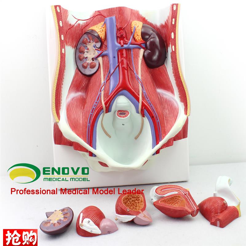 颐诺正品医用人体男女性泌尿系统模型膀胱N腹腔后腹壁解剖模型