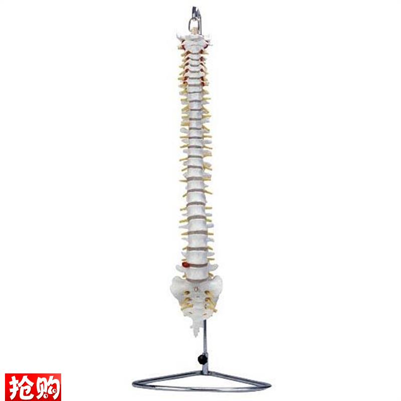 脊椎骨模型自然大脊椎带尾t骨模型脊椎模型人体脊椎脊柱模型腰椎