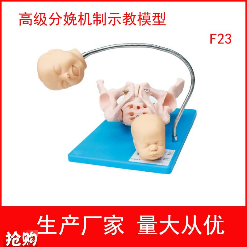 高级分娩机制示教模型r可观察到分娩时胎儿与骨盆妇幼训练模型